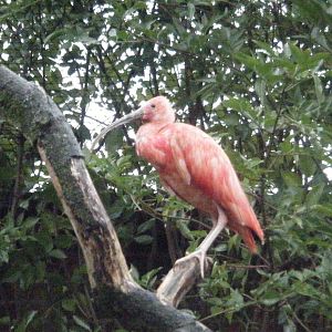 Scarlet Ibis