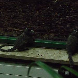 Common Marmosets