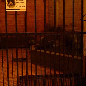 Pygmy Hippos indoor exhibit