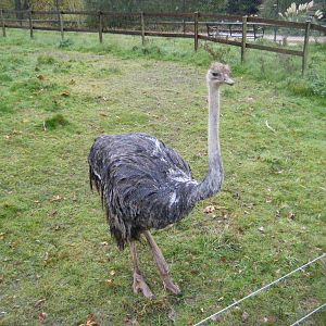 Ostrich