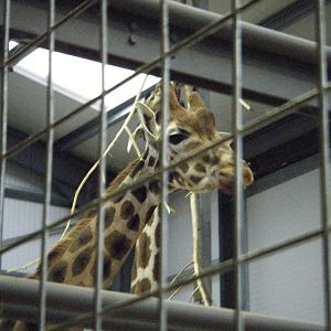 Giraffe