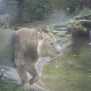 Chandra the Asiatic Lion