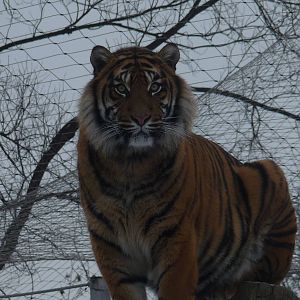 Sumatran Tiger
