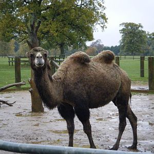 Bactarian Camel