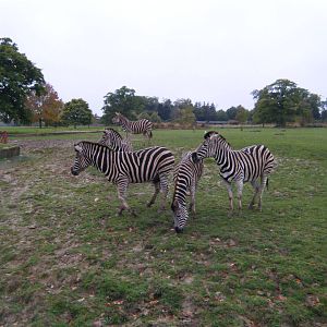 Chapman's Zebra