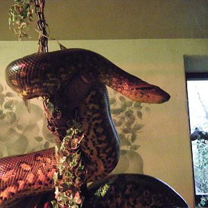 Green Anaconda