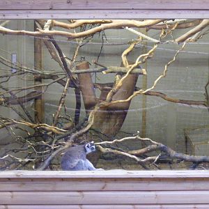 View inside part of ring-tailed lemur house at Shaldon Zoo, 28 December 201