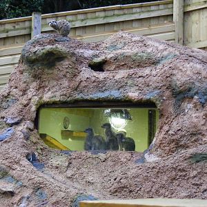 Part of meerkat enclosure at Shaldon Zoo, 28 December 2010