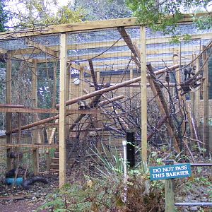Yellow-breasted capuchin outdoor enclosure at Shaldon Zoo, 28 December 2010