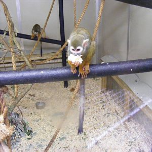 Common squirrel monkey at Shaldon Zoo, 28 December 2010