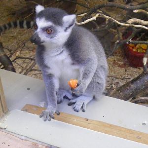 Ring-tailed lemur at Shaldon Zoo, 28 December 2010