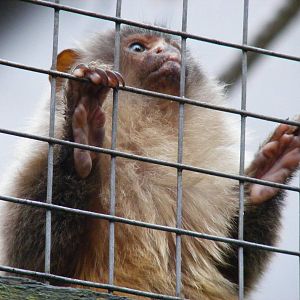 Black-tailed marmoset at Shaldon Zoo, 28 December 2010