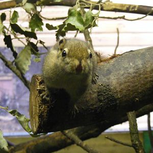 Swinhoe's striped squirrel at Shaldon Zoo, 28 December 2010