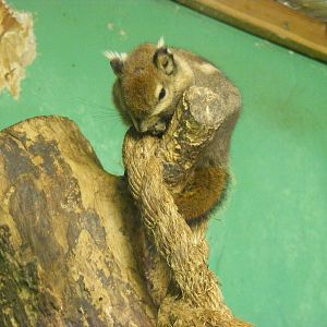 Swinhoe's striped squirrel at Shaldon Zoo, 28 December 2010
