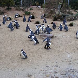 African penguins at Living Coasts, 28 December 2010