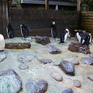 Macaroni penguins at Living Coasts, 28 December 2010