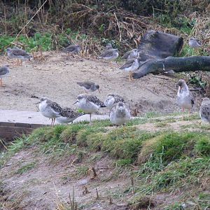 Redshanks and ruffs at Living Coasts, 28 December 2010