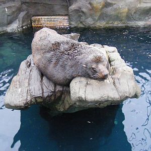 Gringo and Tunanta the South American fur seals at Living Coasts, 28 Decemb