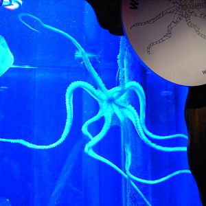 Wonderpus at Living Coasts, 28 December 2010