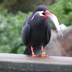 Inca tern at Living Coasts, 28 December 2010