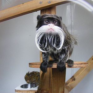 Emperor tamarin and pygmy marmoset at Exmoor Zoo, 29 December 2010