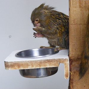Pygmy marmoset at Exmoor Zoo, 29 December 2010