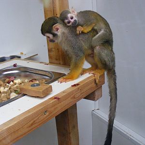 Squirrel monkeys at Exmoor Zoo, 29 December 2010