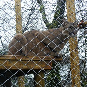 Puma at Exmoor Zoo, 29 December 2010