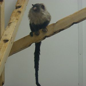 Black-tailed marmoset at Exmoor Zoo, 29 December 2010