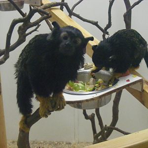 Red-handed tamarins at Exmoor Zoo, 29 December 2010