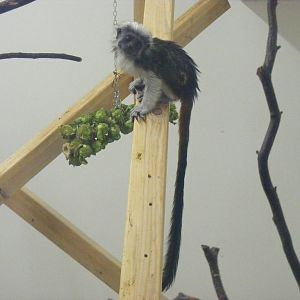Cotton-top tamarin at Exmoor Zoo, 29 December 2010