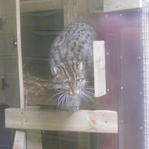 Asian fishing cat at Exmoor Zoo, 29 December 2010