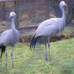 Stanley cranes at Exmoor Zoo, 29 December 2010