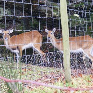 Red lechwes (?) at Exmoor Zoo, 29 December 2010