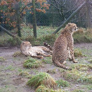 Dave and Neena the cheetahs at Exmoor Zoo, 29 December 2010