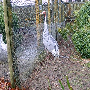 Florida sandhill cranes and sarus crane at Exmoor Zoo, 29 December 2010
