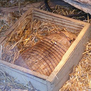 Pedro the hairy armadillo at Exmoor Zoo, 29 December 2010
