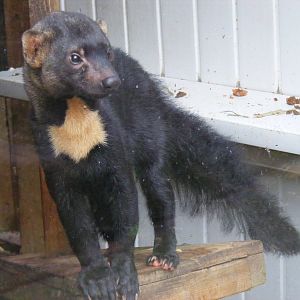 Tayra at Exmoor Zoo, 29 December 2010