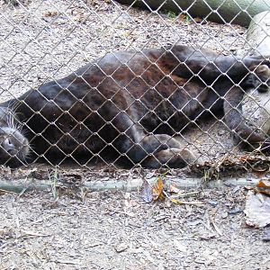 Zoysa the leopard at Exmoor Zoo, 29 December 2010