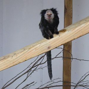 Geoffroy's marmoset at Exmoor Zoo, 29 December 2010