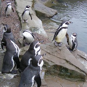 Humboldt penguins at Exmoor Zoo, 29 December 2010
