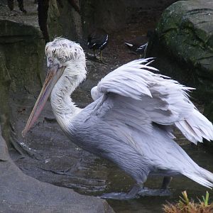 Dalmatian pelican at Exmoor Zoo, 29 December 2010