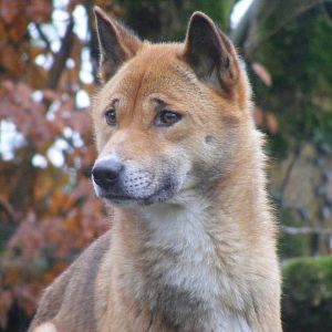Kota the New Guinea singing dog at Exmoor Zoo, 29 December 2010