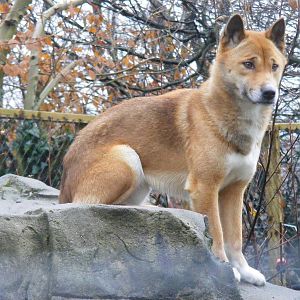 Kota the New Guinea singing dog at Exmoor Zoo, 29 December 2010