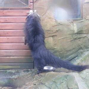 Binturong at Exmoor Zoo, 29 December 2010