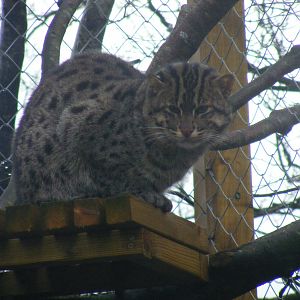 Asian fishing cat at Exmoor Zoo, 29 December 2010