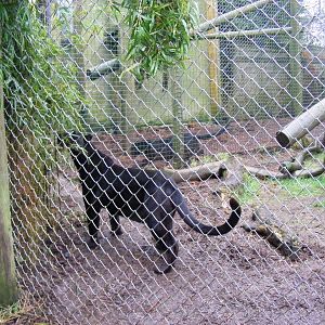 Zoysa and Ebony the leopards at Exmoor Zoo, 29 December 2010