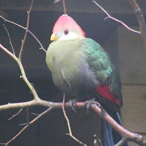 Red-crested turaco at Exmoor Zoo, 29 December 2010