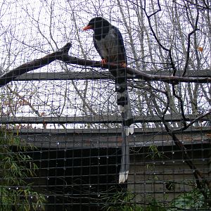 Blue magpie at Exmoor Zoo, 29 December 2010