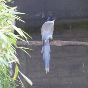 Azure-wing magpie at Exmoor Zoo, 29 December 2010